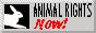 SouthBeach_Breakers_4288_n_animal