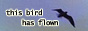 tigerlilyhobbit_711_bird