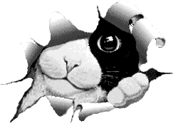 gatinho[1].gif (7800 bytes)