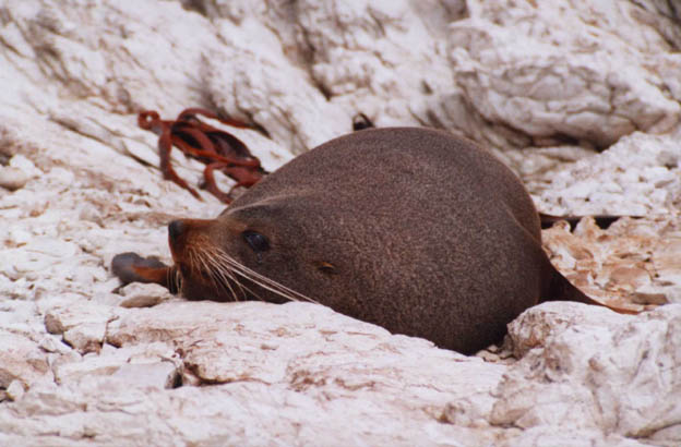 Kaikoura - Fur seal.JPG (54490 bytes)