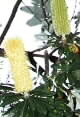 banksia integrifolia